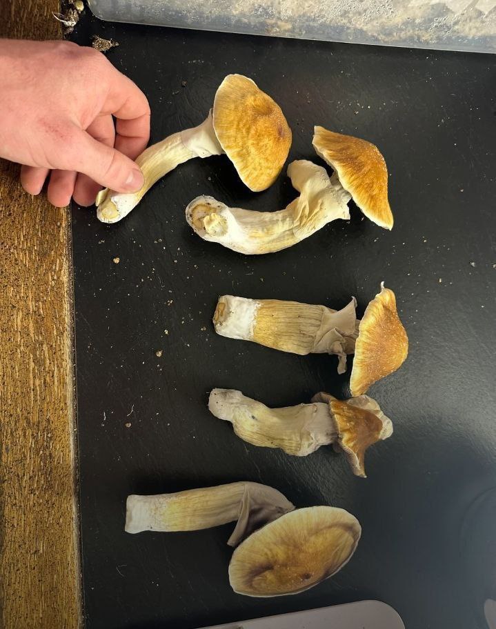 Mushroom Extracts