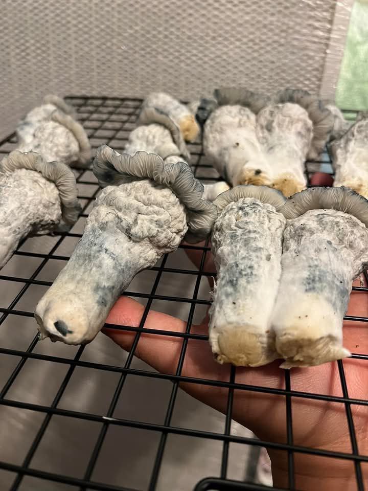 Gatic Gorilla Mushroom