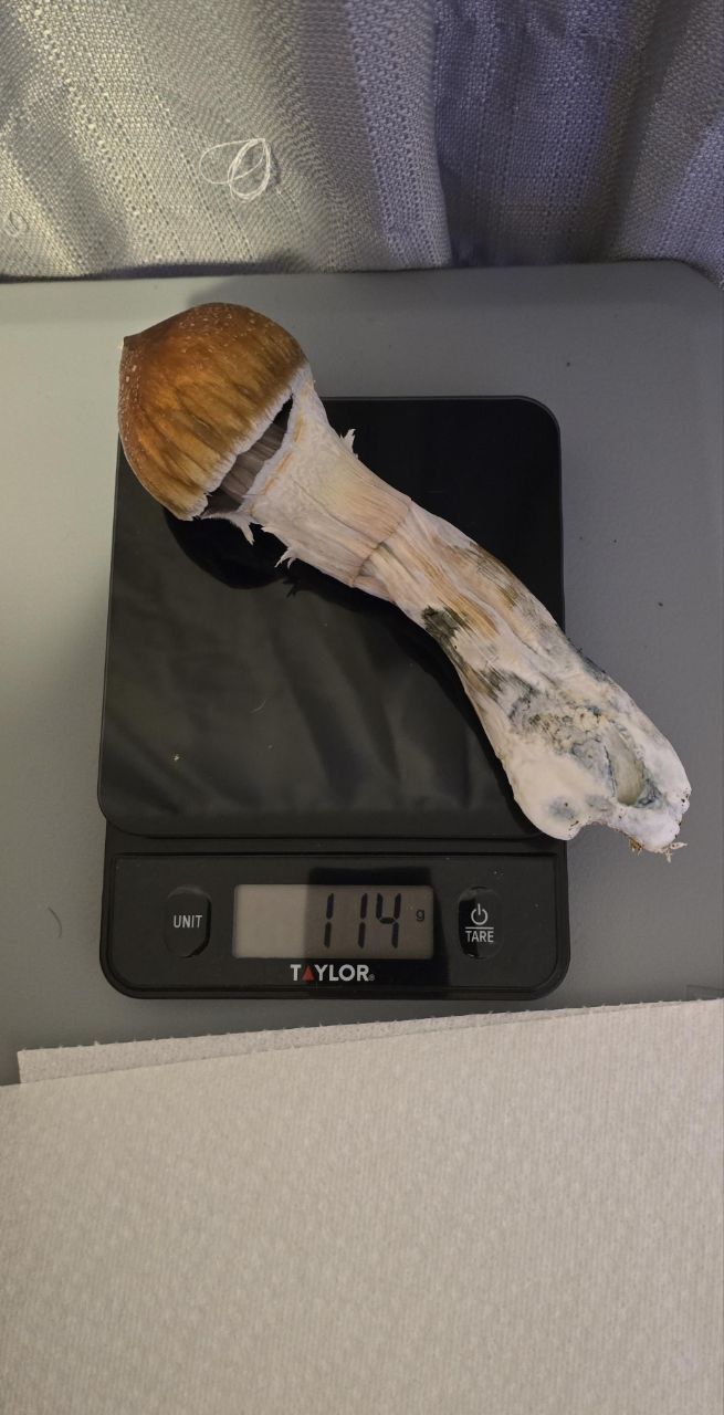 Jedi Mind Fuck (JMF Mushroom)
