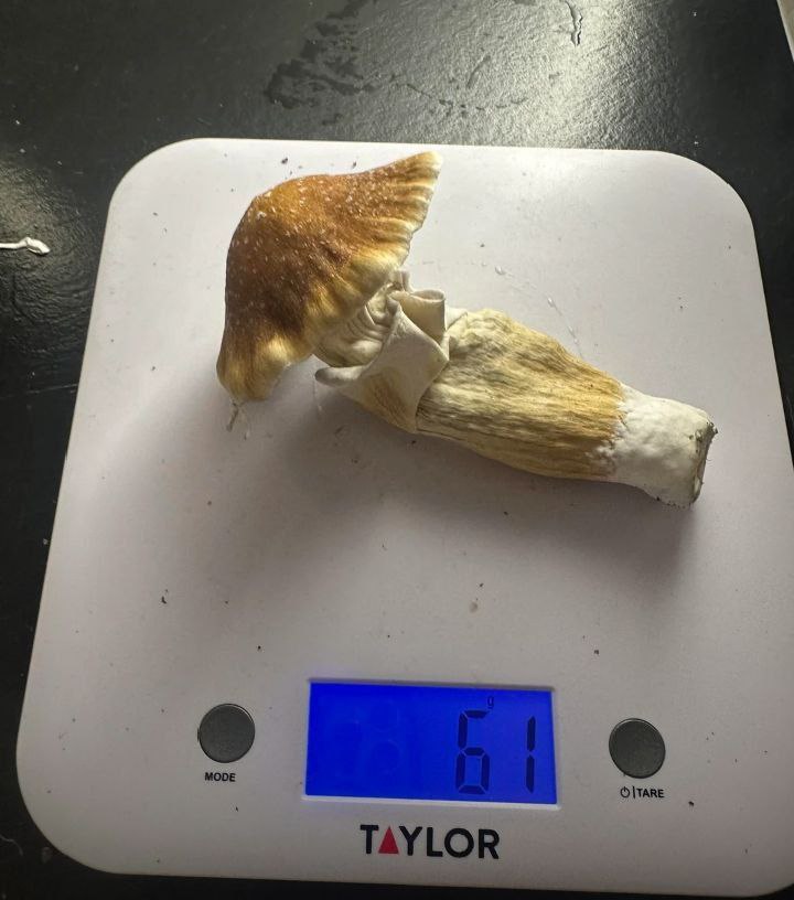 Penis Envy Mushroom