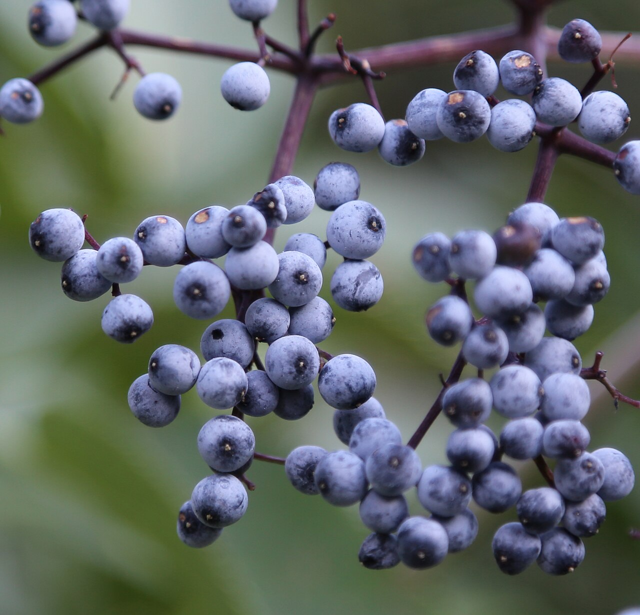 Elderberry Immune Tincture